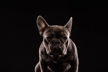 Siyah arka plan üzerine portre siyah Fransız buldozer