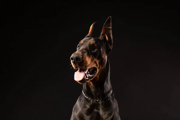 Closeup Portrait Doberman Pinscher Dog Looking Camera Isolated Black Background — Stock Photo, Image