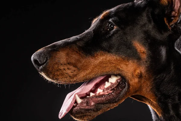 Closeup Portrait Doberman Pinscher Dog Looking Camera Isolated Black Background — Stock Photo, Image