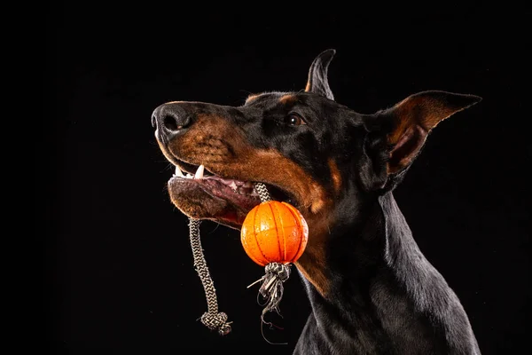 Portrait Dog Ball Doberman Pinscher Ball Mouth Isolated Black Background — Stock Photo, Image