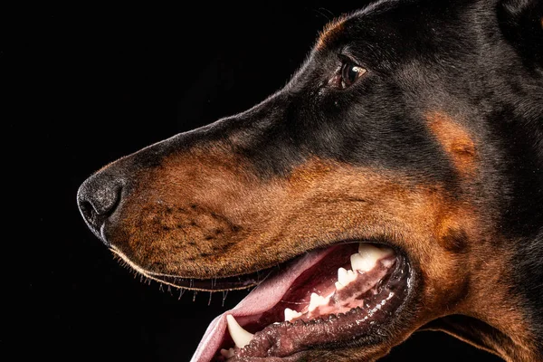 Närbild Porträtt Doberman Pinscher Hund Titta Kameran Isolerade Svart Bakgrund — Stockfoto