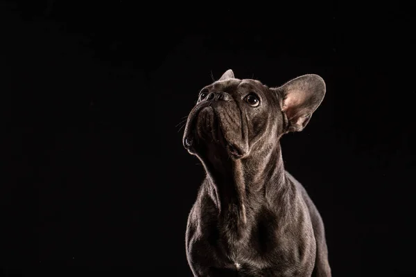 Portrait Black French Bulldog Black Background — Stock Photo, Image