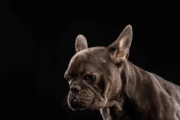 Portrait Black French Bulldog Black Background — Stock Photo, Image