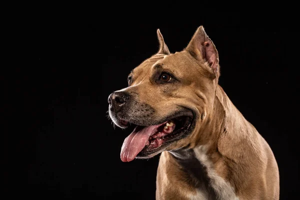 Een Stier Van Kuil Hond Portret Close Studio Met Zwarte — Stockfoto