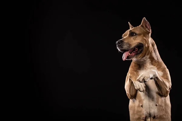 Портрет Собаки Пітбуля Крупним Планом Студії Чорним Тлом Копіювати Простір — стокове фото