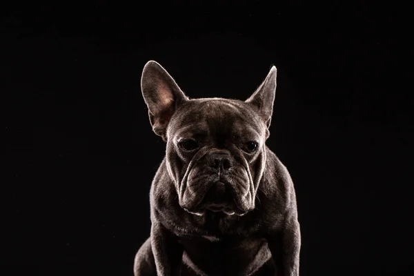 Portrait Black French Bulldog Black Background — Stock Photo, Image