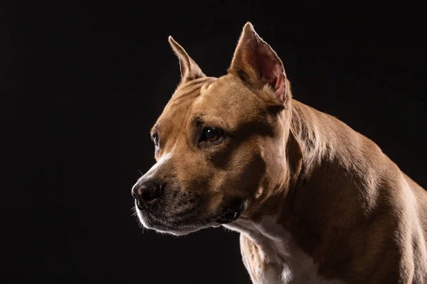 黑色背景工作室的斗牛犬肖像特写 — 图库照片