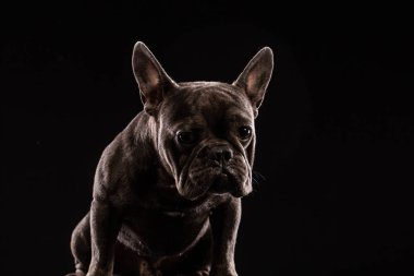 Yakın çekim portre siyah komik Fransız Bulldog köpek ve merakla baktığımızda, açık görüş, göl kenarında siyah arka plan üzerine