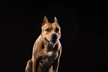 Siyah bir arka plan üzerinde kırmızı bir pit bull. Köpek portre. Kopya alanı