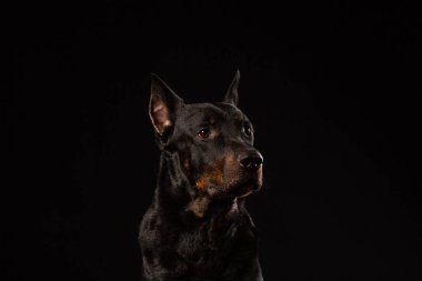 Doberman Pinscher portre siyah arka plan ön görünüm karşı
