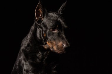 Doberman Pinscher portre siyah arka plan ön görünüm karşı