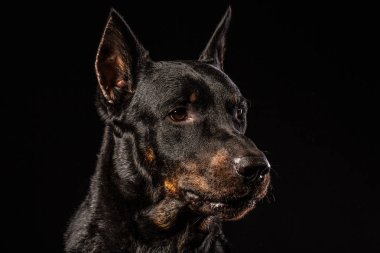 Doberman Pinscher portre siyah arka plan ön görünüm karşı
