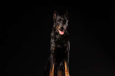 Doberman Pinscher portre siyah arka plan ön görünüm karşı