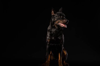 Doberman Pinscher portre siyah arka plan ön görünüm karşı
