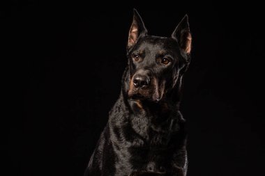 Doberman Pinscher portre siyah arka plan ön görünüm karşı