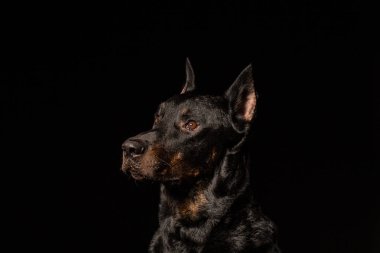 Doberman Pinscher portre siyah arka plan ön görünüm karşı