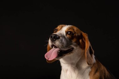 Beagle köpek siyah arka plan üzerine portresi