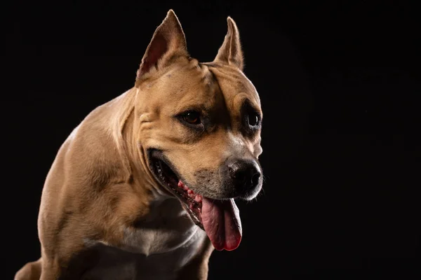 Red Pit Bull Black Background Dog Portrait Copy Space — Stock Photo, Image