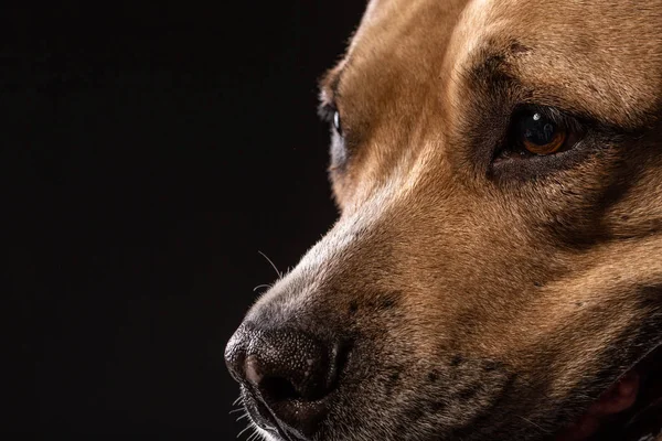 Red Pit Bull Black Background Dog Portrait — Stock Photo, Image