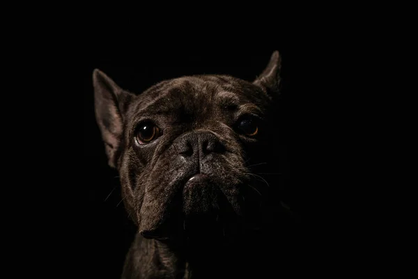Close Portrait Black Funny French Bulldog Dog Curiously Looking Front — Stock Photo, Image