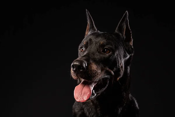 Ritratto Doberman Pinscher Sullo Sfondo Nero Vista Frontale — Foto Stock