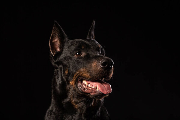 портрет Добермана Пинчера на черном фоне
