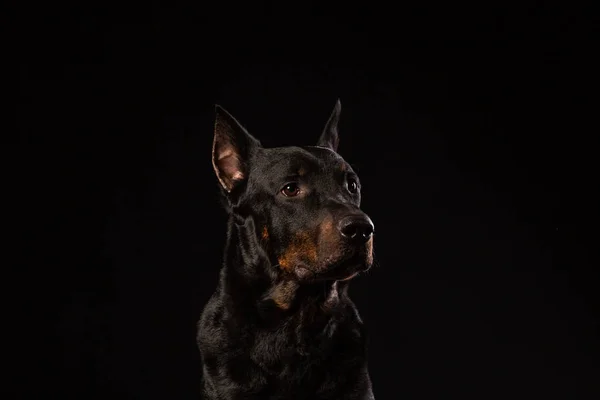 Portret Van Dobermann Pinscher Tegen Zwarte Achtergrond Vooraanzicht — Stockfoto