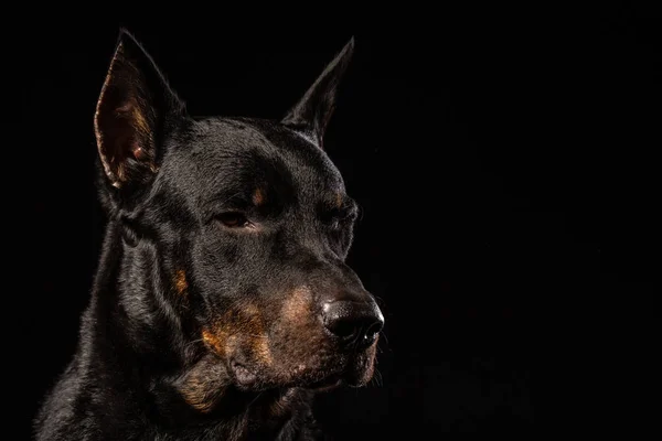 Portret Dobermany Pinscher Przeciwko Czarne Tło Widok Przodu — Zdjęcie stockowe