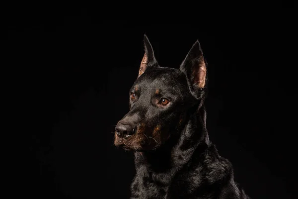 Portrait Doberman Pinscher Black Background Front View — Stock Photo, Image