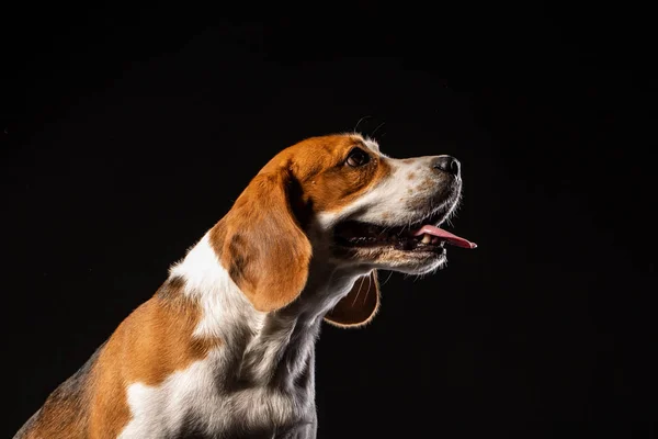 Portret Psa Beagle Czarnym Tle — Zdjęcie stockowe