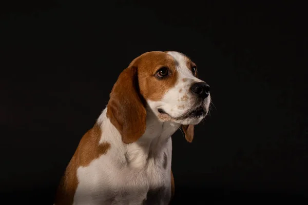Portret Psa Beagle Czarnym Tle — Zdjęcie stockowe