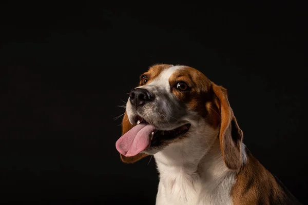 Portret Psa Beagle Czarnym Tle — Zdjęcie stockowe