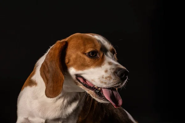Portrait Beagle Dog Black Background — Stock Photo, Image