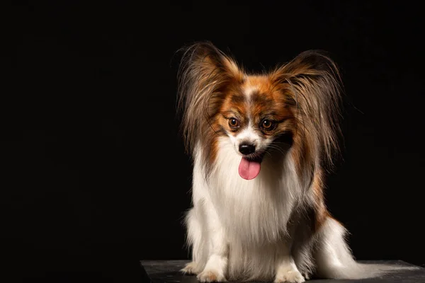 Retrato Cão Papillon Engraçado Contra Fundo Escuro — Fotografia de Stock