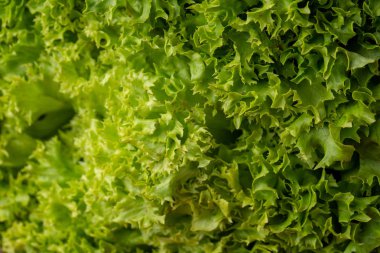 Sorunsuz arka plan. Arka plan yeşil salata yaprakları. Yakın çekim veya makro taze marul yaprakları