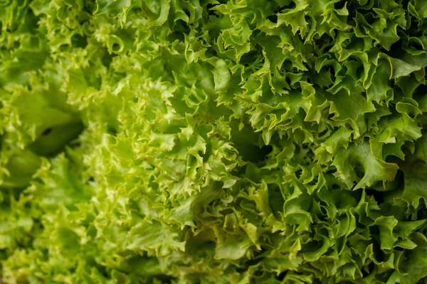 Sorunsuz arka plan. Arka plan yeşil salata yaprakları. Yakın çekim veya makro taze marul yaprakları