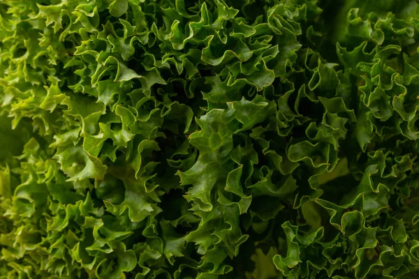 Sorunsuz arka plan. Arka plan yeşil salata yaprakları. Yakın çekim veya makro taze marul yaprakları