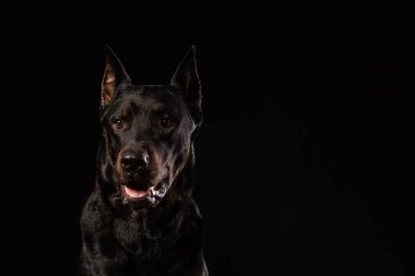 Güzel siyah erkek doberman köpek siyah arka plan üzerine portresi. Kopya alanı