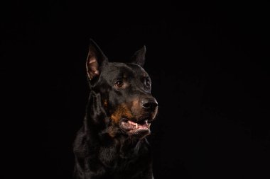 Güzel siyah erkek doberman köpek siyah arka plan üzerine portresi. Kopya alanı