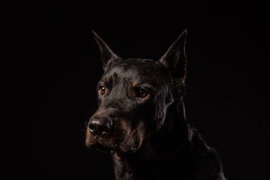 Güzel siyah erkek doberman köpek siyah arka plan üzerine portresi