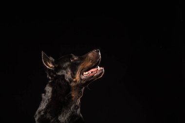 Güzel siyah erkek doberman köpek siyah arka plan üzerine portresi. Kopya alanı