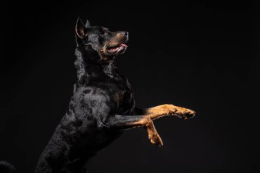 Güzel siyah erkek doberman köpek siyah arka plan üzerine portresi. Kopya alanı