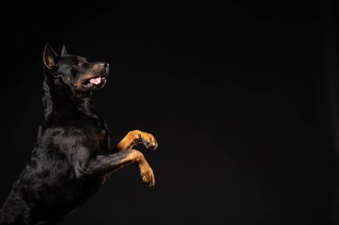 Güzel siyah erkek doberman köpek siyah arka plan üzerine portresi. Kopya alanı