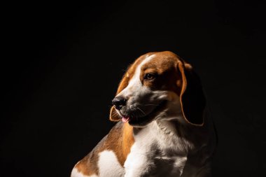 Güzel beagle köpek siyah bir zemin üzerine portresi