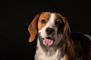 Güzel beagle köpek siyah bir zemin üzerine portresi