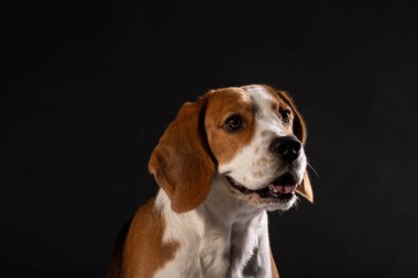 Güzel beagle köpek siyah bir zemin üzerine portresi