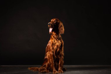 Siyah arka plan üzerine izole İrlandalı kanepe köpek portresi
