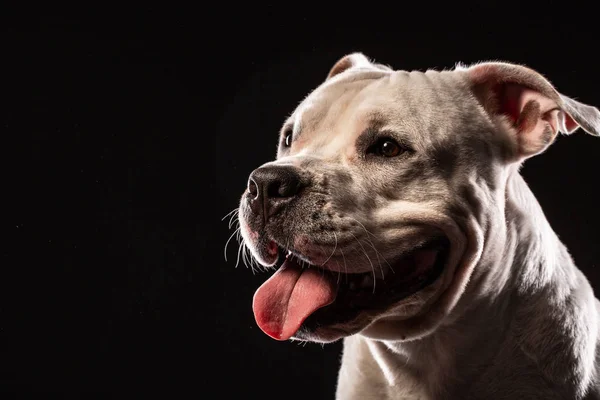 Uważny Pit Bull Bliska Strzał Czarne Tło Studio — Zdjęcie stockowe