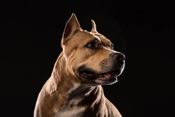 Atencioso Pit Bull Close Estúdio Tiro Preto Fundo Cópia Espaço — Fotografia de Stock