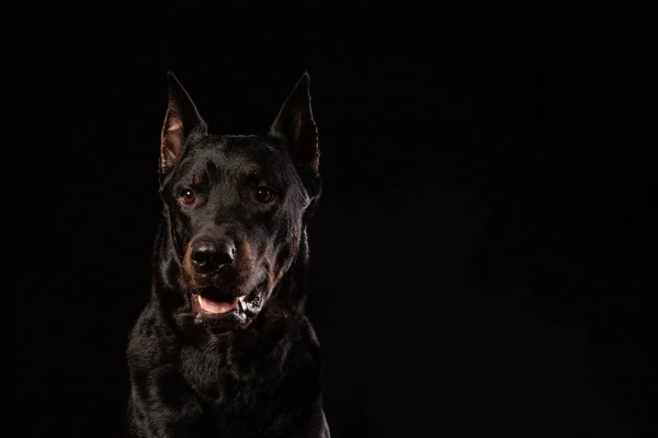 Porträt Eines Schönen Schwarzen Dobermannhundes Auf Schwarzem Hintergrund Kopierraum — Stockfoto